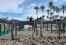 Campamento Tortuguero El Habillal A.C景点图片