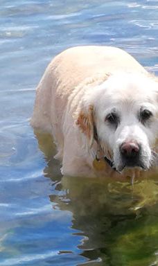 Åbent skovareal ved Nyborg-尼堡