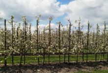 Hoveniers van Frankenhuyzen景点图片