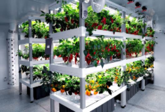 PlayGrowned购物图片