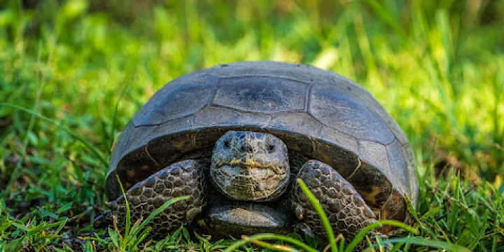 Sabal Bluff Preserve