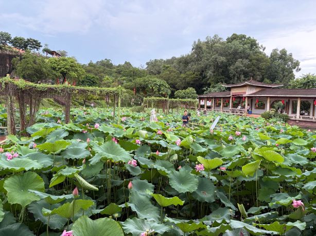 莲花山景点图片 13