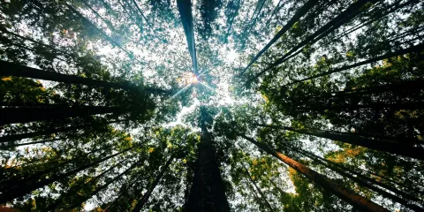 排牙山森林公園