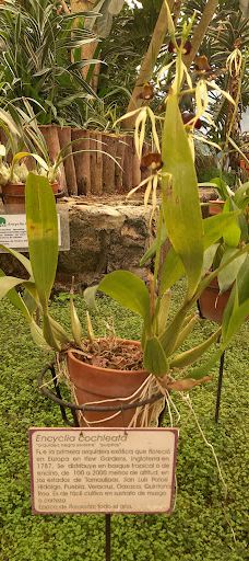 Orquidario de Morelia-莫雷利亚