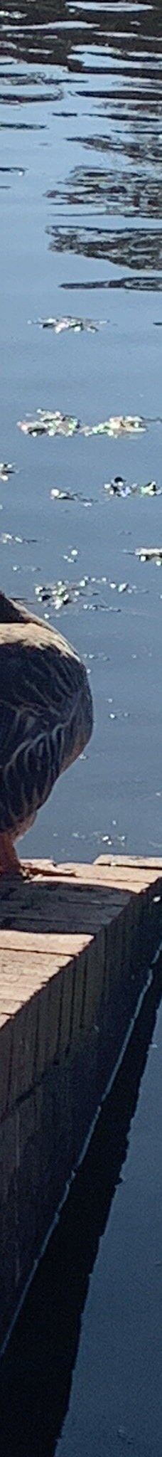 卧龙岗植物园-Keiraville