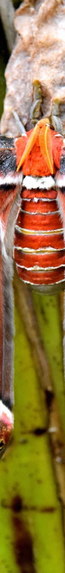 Butterfly Park Empuriabrava-Alt Emporda