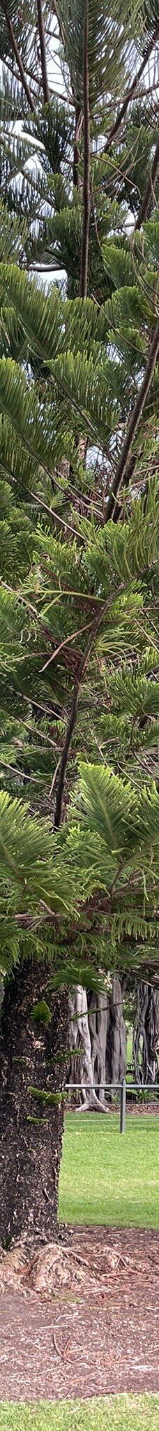 悉尼皇家植物园-悉尼