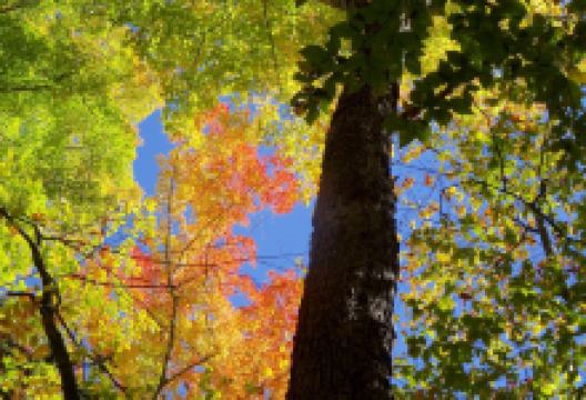 Gifford Woods State Park景点图片