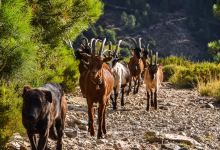 Parque Natural de Alvao景点图片