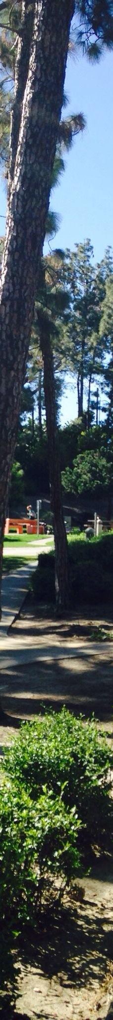 Pines Park-达纳点