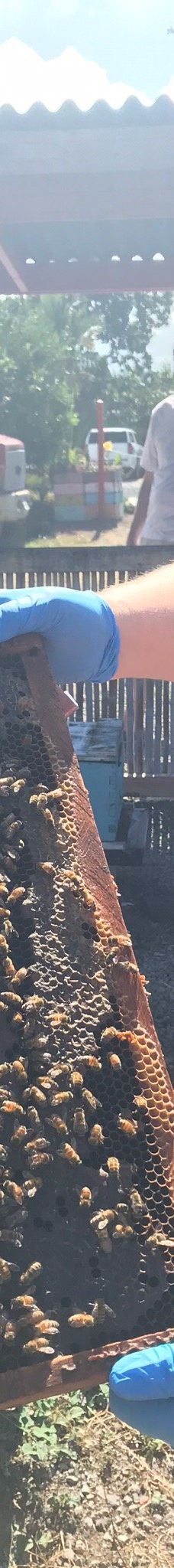 Big Island Bees-Honaunau-Napoopoo