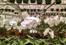 Lines Orchids Inc景点图片
