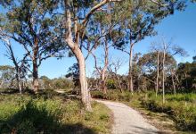 F Oswin Robert Koala Reserve景点图片