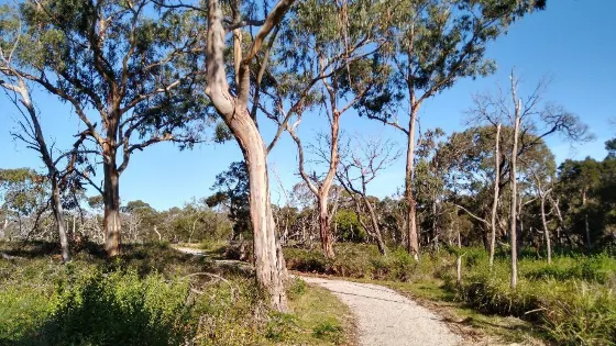 F Oswin Robert Koala Reserve