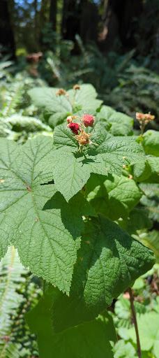 Grove of Old Trees-奥西丹透