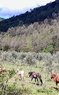 gorgues D'Albanyà-阿尔瓦纳