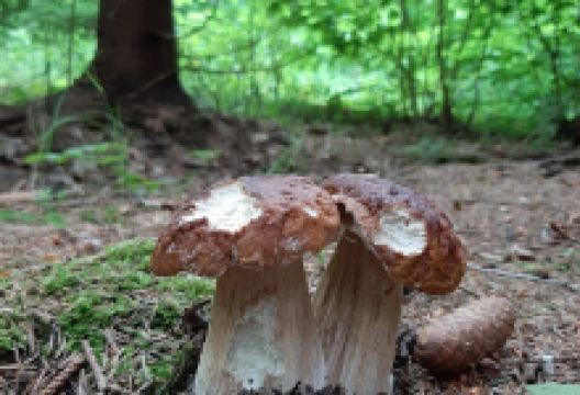 Karalgirio Miskas景点图片