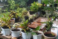 Rumah Marungga景点图片