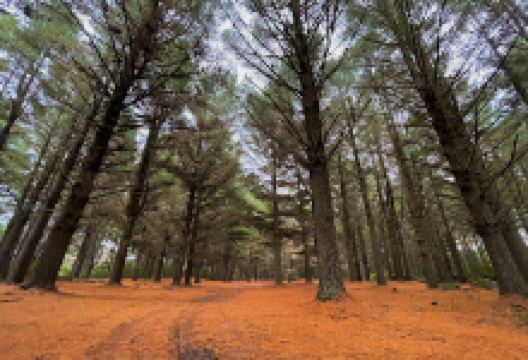 Pine Forest Picnic Area景点图片