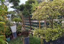 Antonio Calamba Garden & Landscaping景点图片