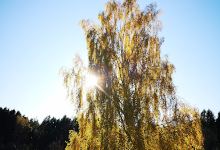 Hållsungamyren景点图片