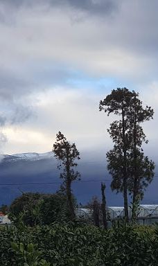 为美里山茶树群-西归浦市