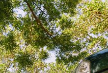 Branch Tai National Park景点图片