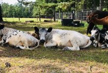 Incacheetoo Plantation and Petting Zoo LLC景点图片