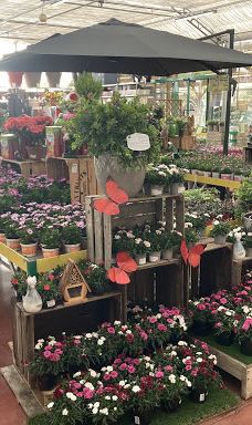 Gamm Vert-拉比谢尔