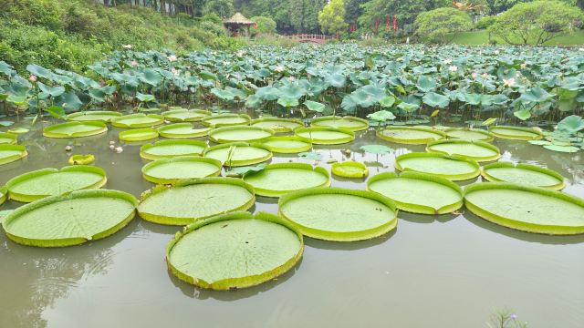 莲花山景点图片 14