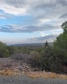 The pine forest of Le Barcarès-勒巴尔卡雷