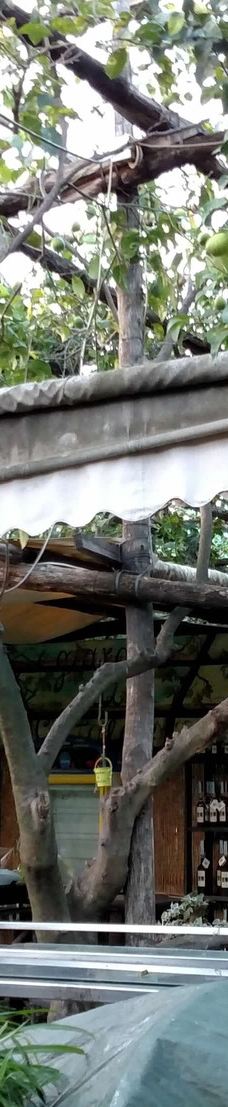 I Giardini di Cataldo-索伦托