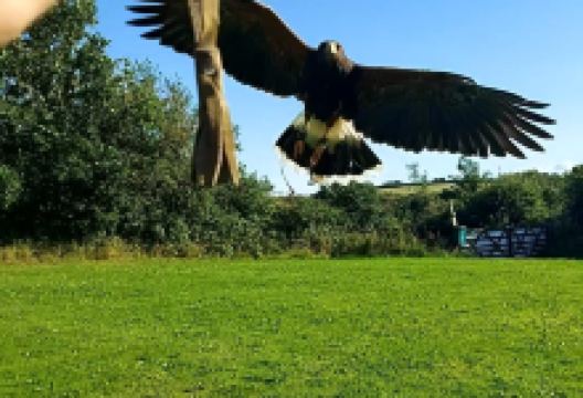 Falconry Experience Wales景点图片