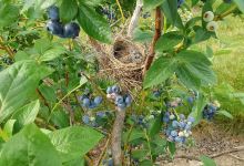 Beech Road Blueberry Farm景点图片