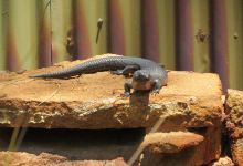 West Australian Reptile Park景点图片