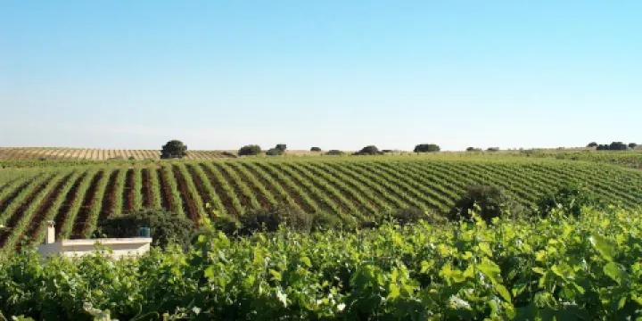 Bodegas Ricardo Benito
