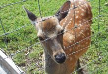 Wildpark Gersfeld景点图片
