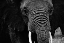 Africa Vast Wildlife景点图片