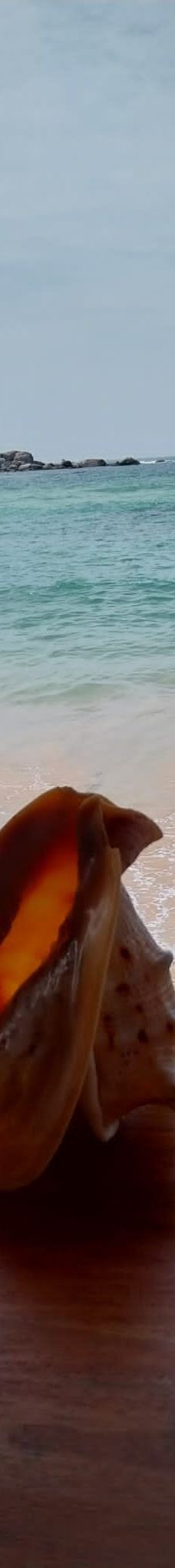 Narigama Beach-希克杜沃