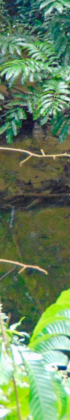 Mulu Skywalk-马鲁迪