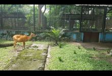 Port Harcourt Zoo景点图片