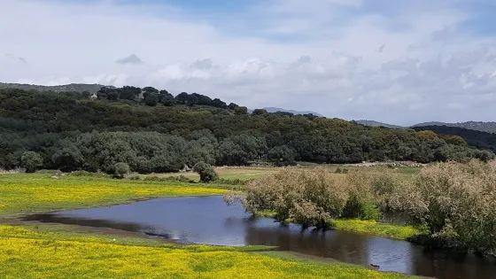 Etang de Tanchiccia