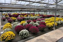 Horticulture Fisette购物图片