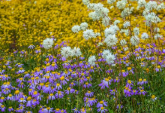 Camel Soak景点图片