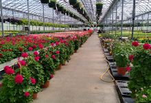 Breckendale Flower Farm购物图片