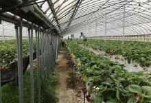 Minomi Farm景点图片