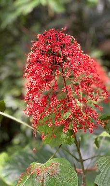 Nid d'Aigl-拉迪格