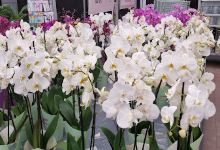 Plantasjen购物图片