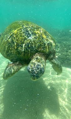 Turtle Beach-塔勒佩