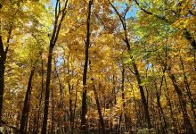 Stinchfield Woods景点图片